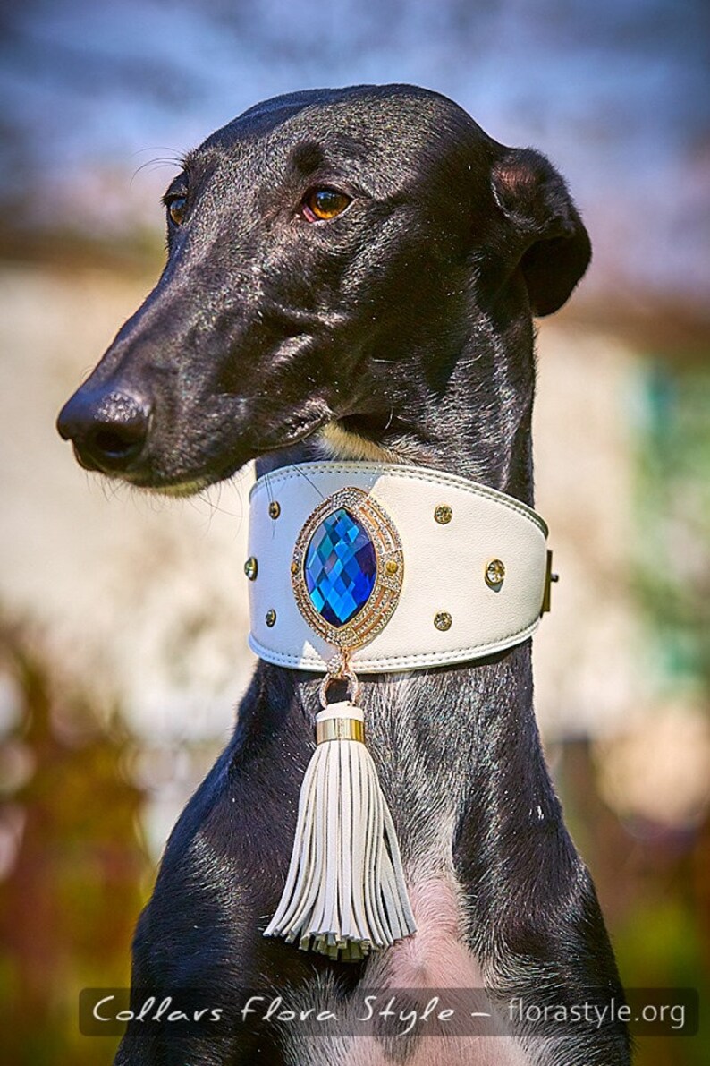 Designer Dog Collars Leather Collar for Sighthound Etsy