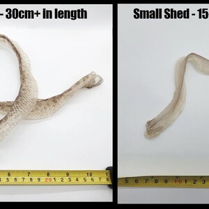 May include: Two snake skin sheds on a white background. The left image shows a Large Shed measuring 30cm+ in length, and the right image shows a Small Shed measuring 15-30cm in length. Both are displayed with a yellow measuring tape for scale.