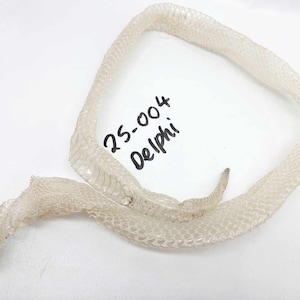 May include: A white snake skin shed, with a label that reads "25-004 Delphi".