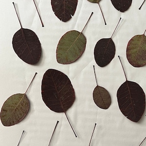 Foglie di Cotinus – Foglie pressate