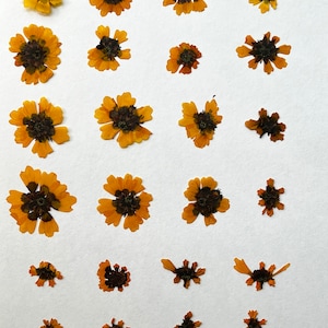 Coreopsis di Dyer - Fiori pressati