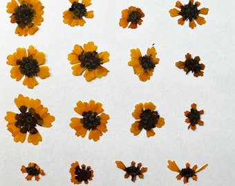 Dyer's Coreopsis - Pressed Flowers