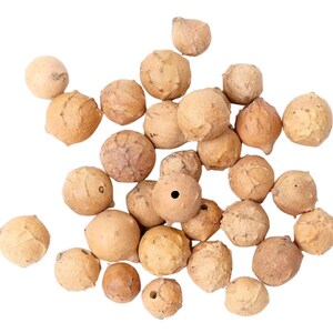 Könnte beinhalten: Eine Sammlung von etwa 30 hellbraunen Eichelhütchen mit einem kleinen Loch, das durch jedes gebohrt ist.