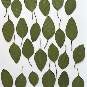 Eukaliptus srebrzysty (Eucalyptus cinerea) - Liście prasowane