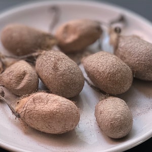 Wild Tussah Silk Cocoons with Peduncle attached - Sold by the Ounce