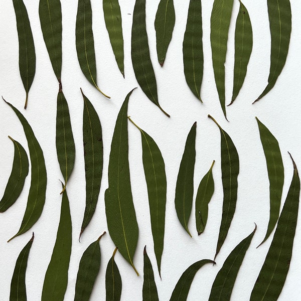 Willow or Feather Eucalyptus - Pressed Leaves