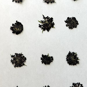 Scabiosa - Fiore a cuscino - Capolini pressati