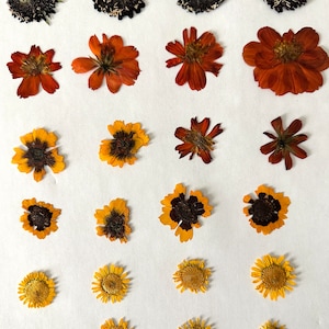 Miscela di fiori pressati