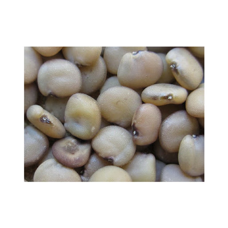 Guar Gum Natural Dyes Natural Thickener 1 Ounce Package Etsy