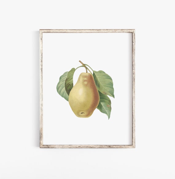 I forgotten My Pears Vintage Vintage Art Print Poster A1 A2 A3 A4 A5