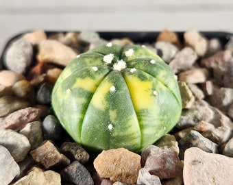 Astrophytum Star Cactus Variegated - Sand Dollar - Rare Live Cactus Plant