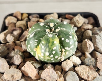Astrophytum Star Cactus Variegated - Sand Dollar - Rare Live Cactus Plant