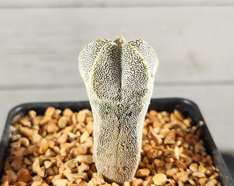 Astrophytum Myriostigma cv. Onzuka - Seed Grown - Rare Live Cactus Plant