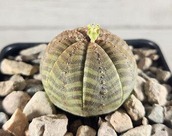 Euphorbia obesa - Golf ball, Gingham, Living Baseball, Baseball, Sea Urchin, Basketball - Seed Grown - Rare Live Cactus Plant