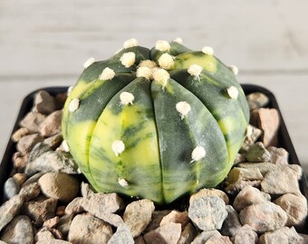 Astrophytum Star Cactus Variegated - Sand Dollar - Rare Live Cactus Plant