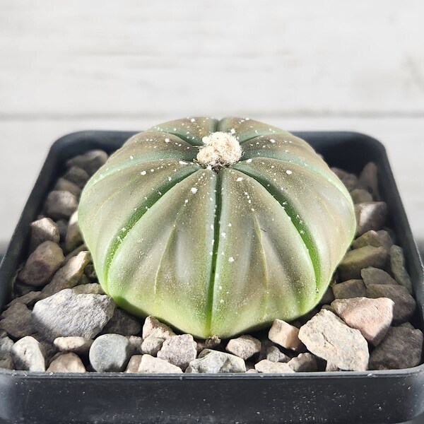 Astrophytum Star Cactus Nudum - Starfish - Sand Dollar - Rare Live Cactus Plant