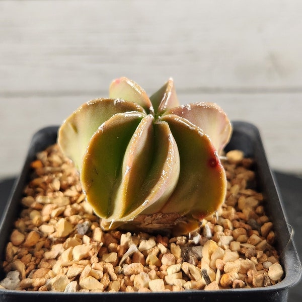 Astrophytum Myriostigma Nudum Fukuryu - Seed Grown - Rare Cactus - USA