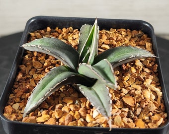 Agave species