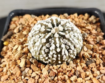 Astrophytum Super Kabuto - Star Cactus - Sand Dollar - Rare Live Cactus Plant