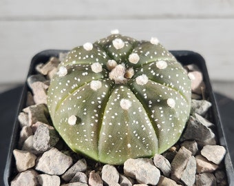 Astrophytum Star Cactus - Starfish - Sand Dollar - Rare Live Cactus Plant