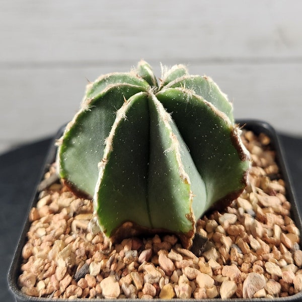 Astrophytum Myriostigma Nudum - Seed Grown - Rare Cactus - USA