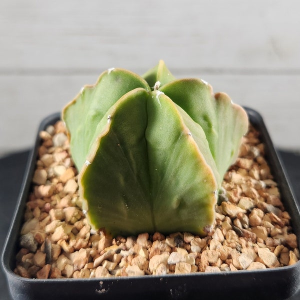 Astrophytum Myriostigma Nudum Fukuryu - Seed Grown - Rare Cactus - USA