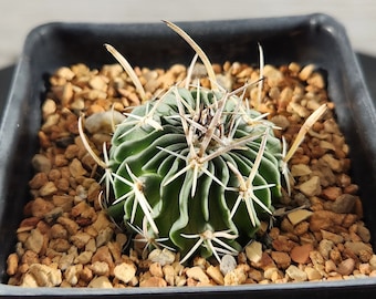 Stenocactus species - Brain Cactus - Seed Raised - Rare Live Cactus Plant