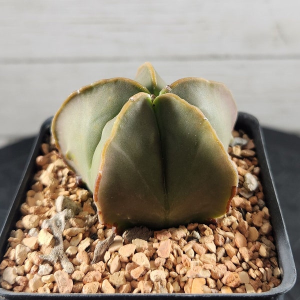 Astrophytum Myriostigma Nudum - Seed Grown - Rare Cactus - USA