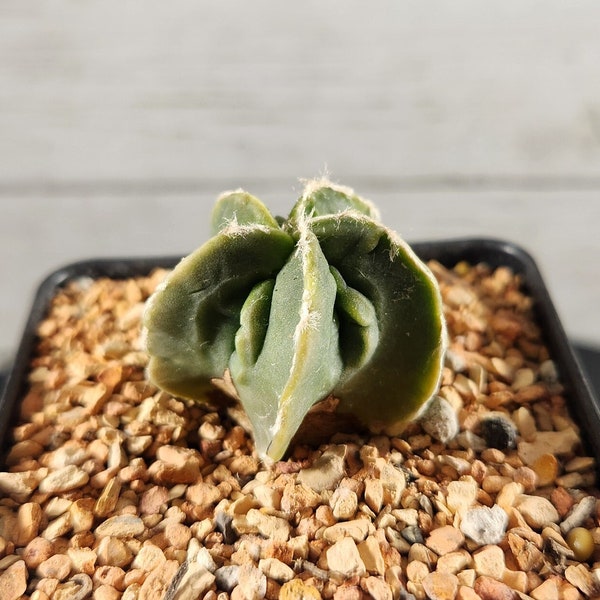 Astrophytum myriostigma nudum fukuryu hybrid  - Bishop's Cap Cactus - Bishop's Hat - Bishop's Miter Cactus - Spineless - Flowering