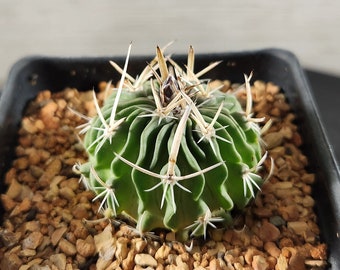 Stenocactus species - Brain Cactus - Seed Raised - Rare Live Cactus Plant