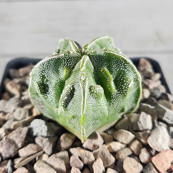 Astrophytum Myriostigma Nudum Fukuryu Hybrid - Bishops Cap - Seed Grown - Rare Cactus Live Plant
