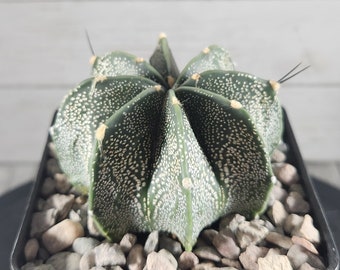 Astrophytum Capricorne w/ Light fukuryu - The goat's horn cactus - Seed Grown - Rare Live Cactus Plant