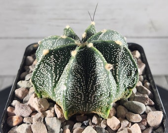 Astrophytum Capricorne w/ Light fukuryu - The goat's horn cactus - Seed Grown - Rare Live Cactus Plant