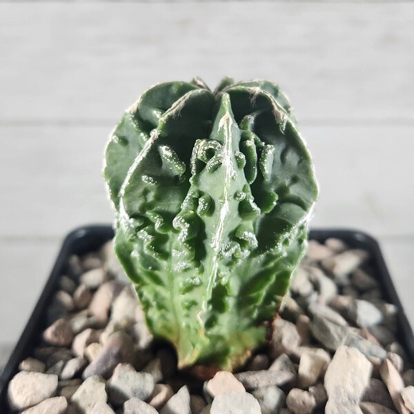 Astrophytum Myriostigma Nudum Fukuryu Hybrid - Bishops Cap - Seed Grown - Rare Cactus Live Plant