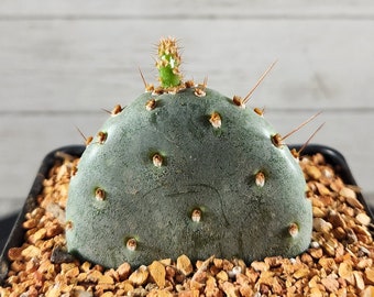 Opuntia x basilaris 'Baby Rita' - Rooted Cutting - Rare Live Cactus Plant