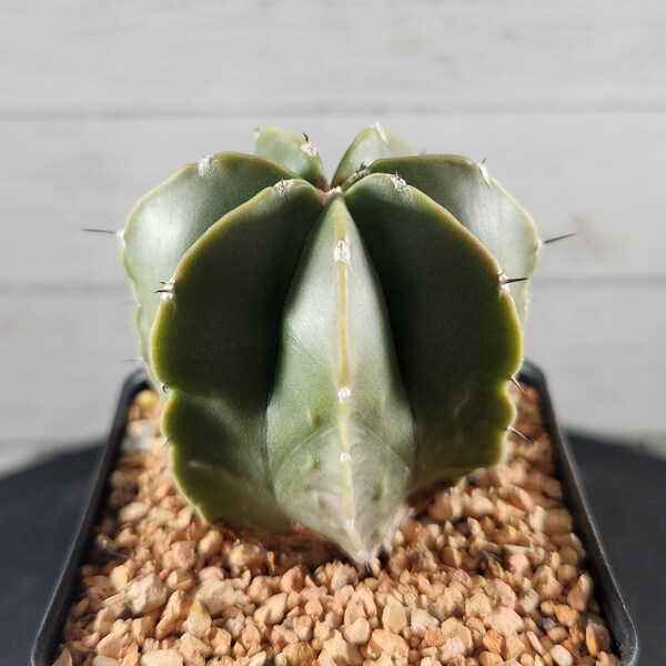 Astrophytum Myriostigma Nudum Ornatum Hybrid - Seed Grown - Rare Cactus - USA