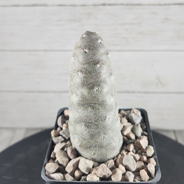 Tephrocactus articulatus - Spruce Cone Cactus - Rare Live Cactus Plant