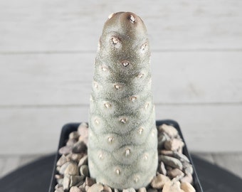 Tephrocactus articulatus - Spruce Cone Cactus - Rare Live Cactus Plant