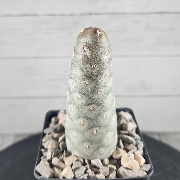 Tephrocactus articulatus - Spruce Cone Cactus - Rare Live Cactus Plant