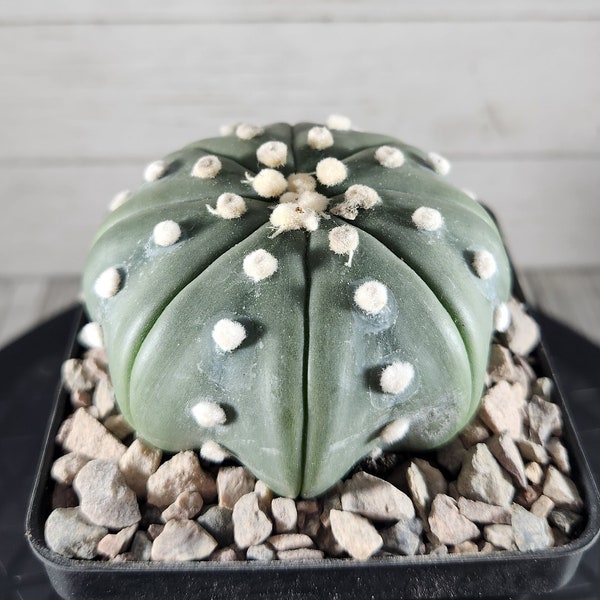 Astrophytum - Star Cactus Nudum Star Shape - Sand Dollar - Rare Live Cactus Plant