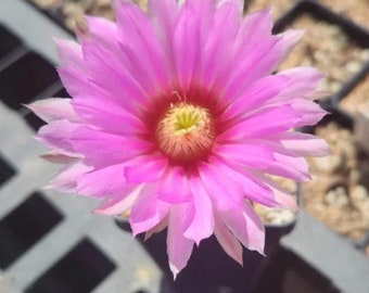 Echinocereus longisetus ssp. delaetii - Old man hedgehog cactus, little old man - Seed Grown - Rare Live Cactus Plant