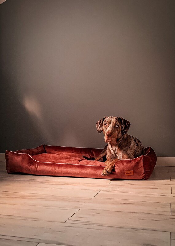 Are Dogs Or Cats Dirtier