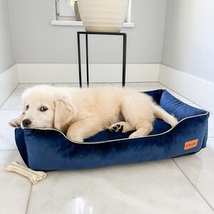 K&ouml;nnte beinhalten: Ein cremefarbener Welpe liegt in einem marineblauen Hundebett aus Samt mit wei&szlig;er Paspelierung. Ein knochenf&ouml;rmiges Spielzeug liegt daneben. Das Bett ist rechteckig mit erh&ouml;hten Seiten und einem orangefarbenen Etikett.