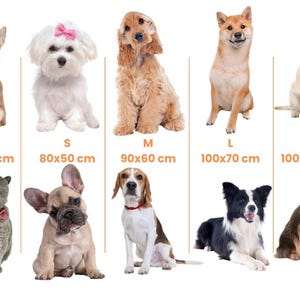May include: A chart showing different dog breeds and their corresponding size recommendations for dog beds. The chart includes measurements in inches. The breeds shown are a Chihuahua, a Maltese, a Cocker Spaniel, a Shiba Inu, a Labrador Retriever, a French Bulldog, a Beagle, a Border Collie, and an Australian Shepherd.