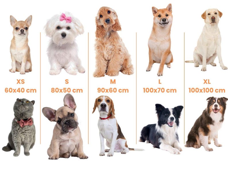 May include: A chart showing different dog breeds and their corresponding size recommendations for dog beds. The chart includes measurements in inches. The breeds shown are a Chihuahua, a Maltese, a Cocker Spaniel, a Shiba Inu, a Labrador Retriever, a French Bulldog, a Beagle, a Border Collie, and an Australian Shepherd.