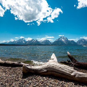 Driftwood at Jenny Lake Grand Teton National Park