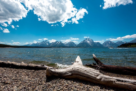 Driftwood at Jenny Lake Grand Teton National Park