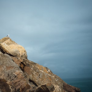 Albatros staring out at the Pacific Ocean