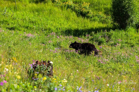Bear in Wildflowers in Yellowstone National Park