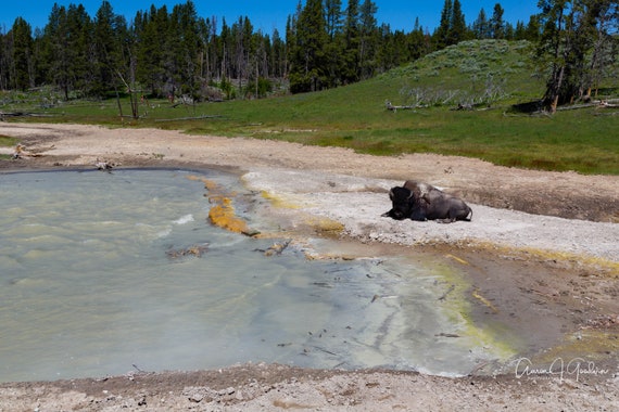 Black Dragons Caldron with Bison  in Yellowstone National Park Monochrome